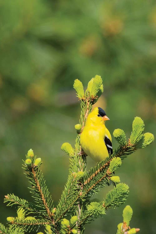 American Goldfinch (Spinus tristis) male in spruce tree, Marion County, Illinois