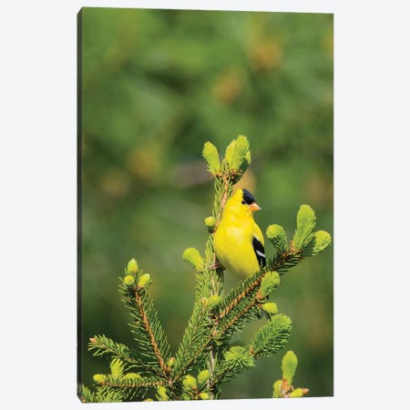 American Goldfinch (Spinus tristis) male in spruce tree, Marion County, Illinois Canvas Print #RSD9} by Richard & Susan Day Canvas Wall Art