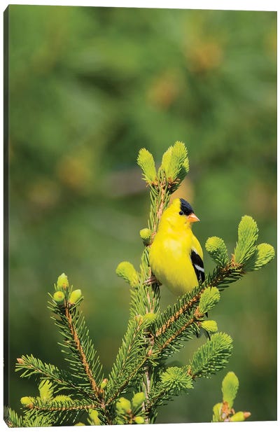 American Goldfinch (Spinus tristis) male in spruce tree, Marion County, Illinois Canvas Art Print - Finch Art