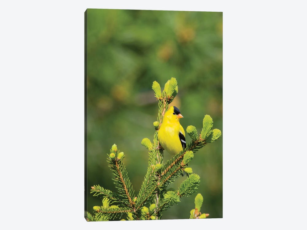 American Goldfinch (Spinus tristis) male in spruce tree, Marion County, Illinois by Richard & Susan Day 1-piece Canvas Art Print