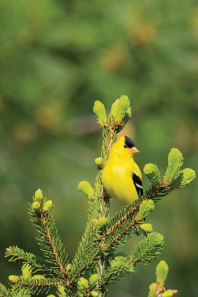 Richard & Susan Day: American Goldfinch (Spinus tristis) male in spruce tree, Marion County, Illinois by Richard & Susan Day