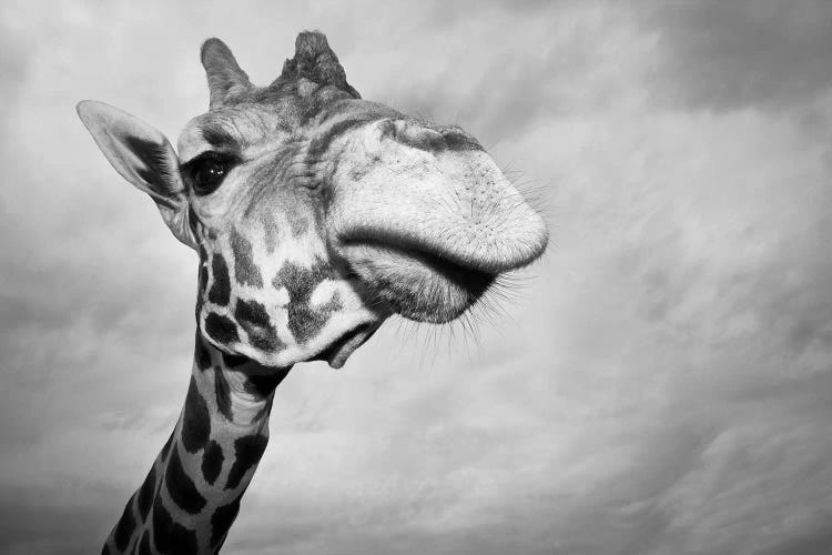 Giraffe, USA, Texas, Fossil Rim Wildlife Area,