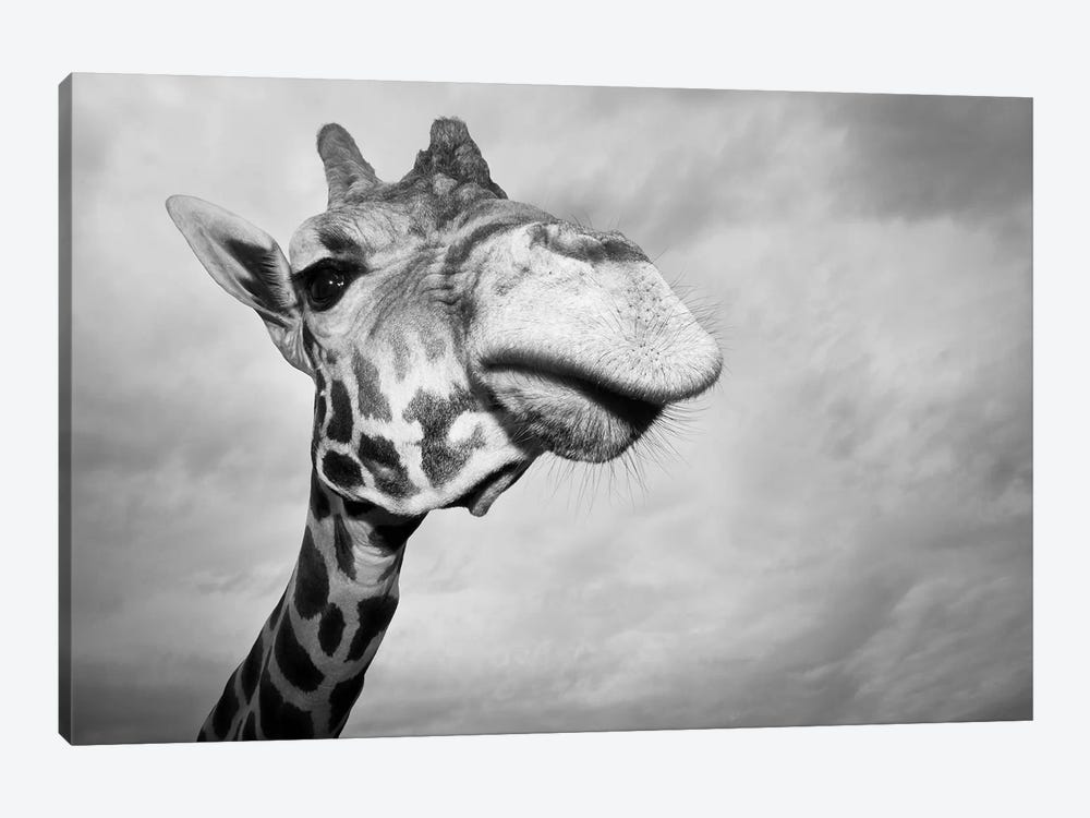 Giraffe, USA, Texas, Fossil Rim Wildlife Area, by Rob Sheppard 1-piece Canvas Print