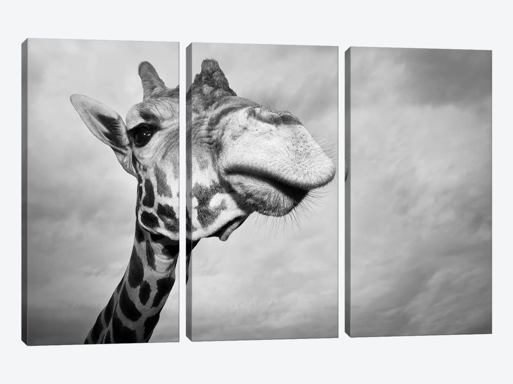 Giraffe, USA, Texas, Fossil Rim Wildlife Area, by Rob Sheppard 3-piece Canvas Print