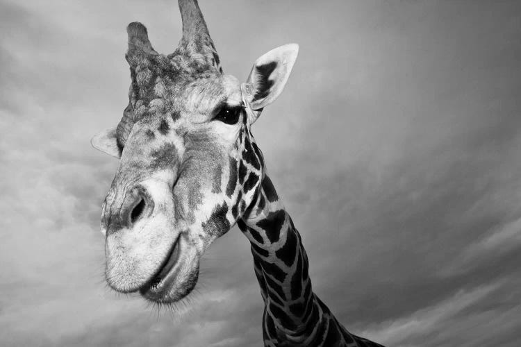 Giraffe, USA, Texas, Fossil Rim Wildlife Area,