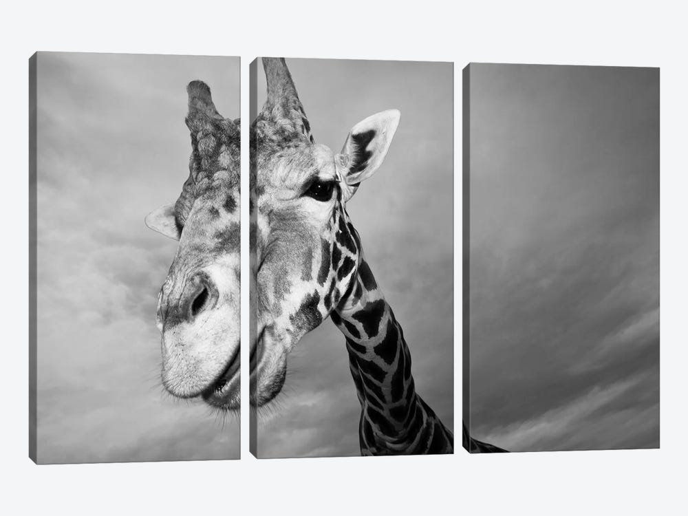 Giraffe, USA, Texas, Fossil Rim Wildlife Area, by Rob Sheppard 3-piece Canvas Artwork