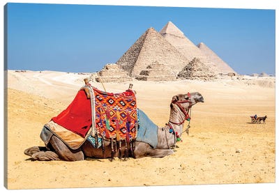 Camel Resting by the Pyramids, Giza, Egypt Canvas Art Print - Camel Art