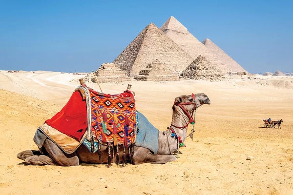 Pyramids: Camel Resting by the Pyramids, Giza, Egypt by Richard Silver