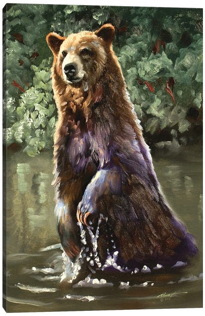 Bear Taking A Dip Canvas Art Print - Brown Bear Art