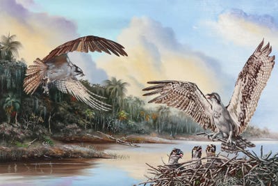 Osprey Family by D. "Rusty" Rust art print