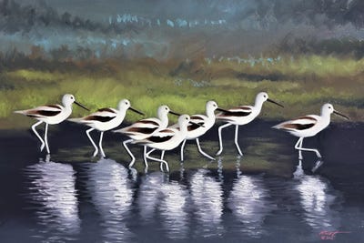 Seven Avocets by D. "Rusty" Rust canvas print