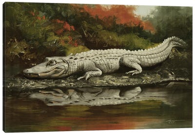 Aligator Living On The Edge Canvas Art Print - D. "Rusty" Rust