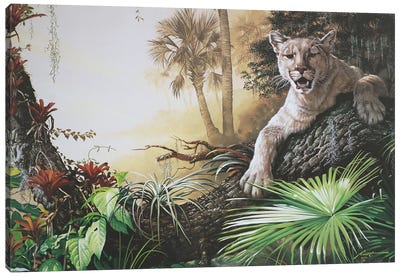 Florida Panther Canvas Art Print - D. "Rusty" Rust
