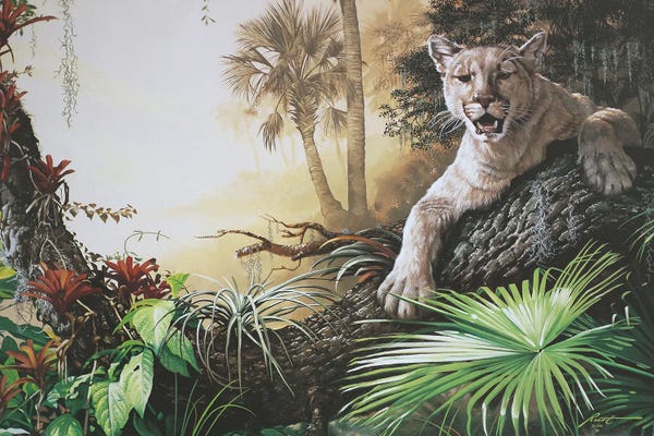 Florida: Florida Panther by D. "Rusty" Rust