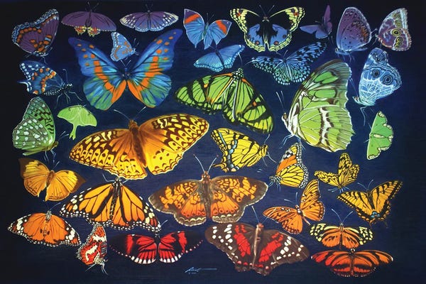 Monarch Butterflies: Rainbow Of Butterflies by D. "Rusty" Rust