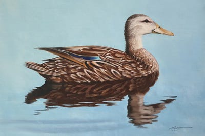 Mallard Duck by D. "Rusty" Rust art print