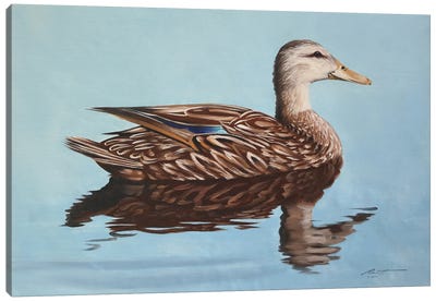 Mallard Duck Canvas Art Print - The Art of the Feather