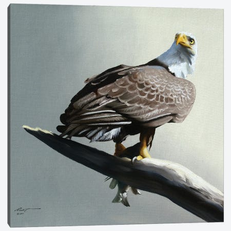 Bald Eagle With Its Catch On Branch Canvas Print #RSR237} by D. "Rusty" Rust Art Print