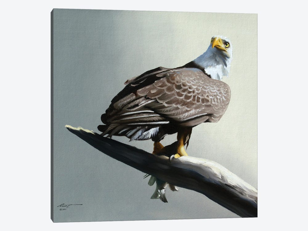 Bald Eagle With Its Catch On Branch by D. "Rusty" Rust 1-piece Canvas Wall Art