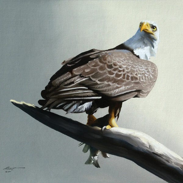 American Décor: Bald Eagle With Its Catch On Branch by D. "Rusty" Rust