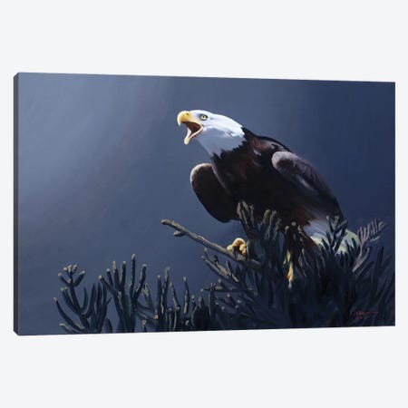 Bald Eagle At Top Of Pine Tree Canvas Print #RSR239} by D. "Rusty" Rust Canvas Artwork