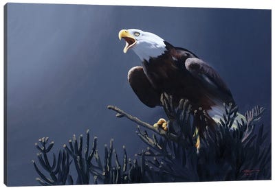 Bald Eagle At Top Of Pine Tree Canvas Art Print