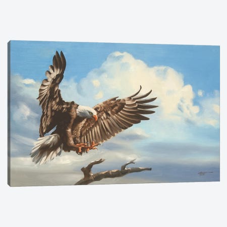 Bald Eagle Landing On Tree Branch Canvas Print #RSR240} by D. "Rusty" Rust Canvas Art Print