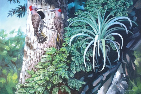 Two Flickers - Woodpeckers On A Tree