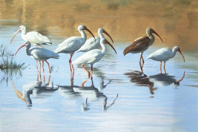 Ibises in the Marsh by D. "Rusty" Rust canvas print