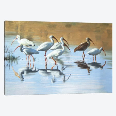 Ibises in the Marsh Canvas Print #RSR273} by D. "Rusty" Rust Canvas Artwork