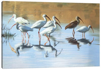 Ibises in the Marsh Canvas Art Print - Marsh & Swamp Art
