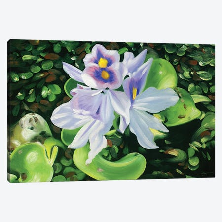 Hyacinths Canvas Print #RSR279} by D. "Rusty" Rust Canvas Artwork