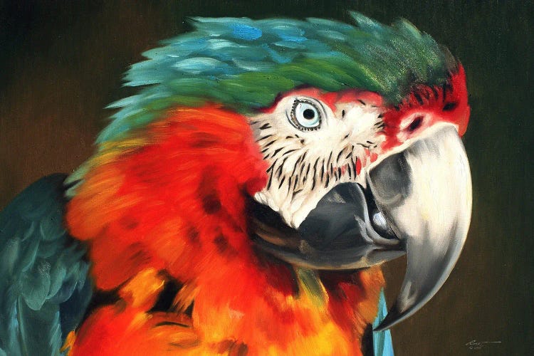 Macaw
