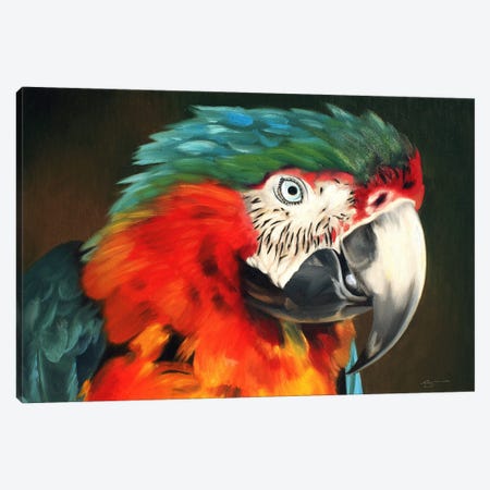 Macaw Canvas Print #RSR281} by D. "Rusty" Rust Canvas Art Print