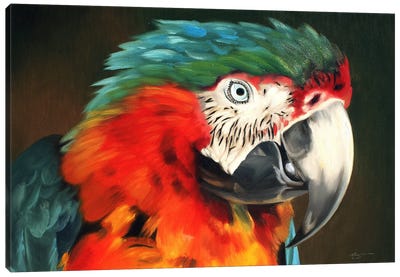 Macaw Canvas Art Print - Macaw Art