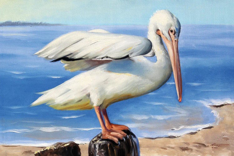 White Pelican on a Perch