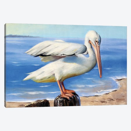 White Pelican on a Perch Canvas Print #RSR303} by D. "Rusty" Rust Canvas Artwork