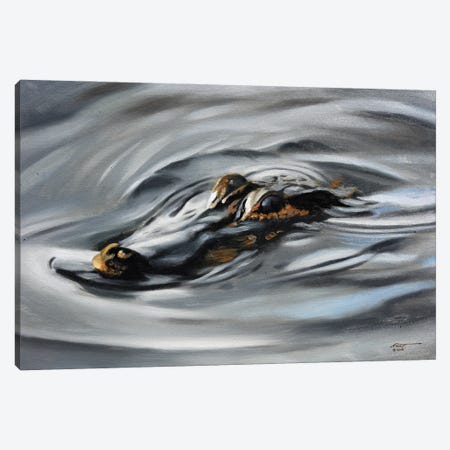 Alligator Out For Swim Canvas Print #RSR311} by D. "Rusty" Rust Art Print