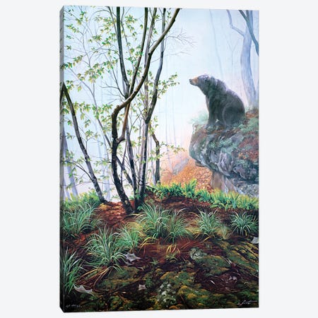 Black Bear On Rock Ledge In Early Spring Canvas Print #RSR312} by D. "Rusty" Rust Canvas Print