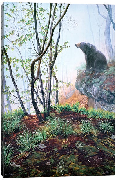 Black Bear On Rock Ledge In Early Spring Canvas Art Print - D. "Rusty" Rust
