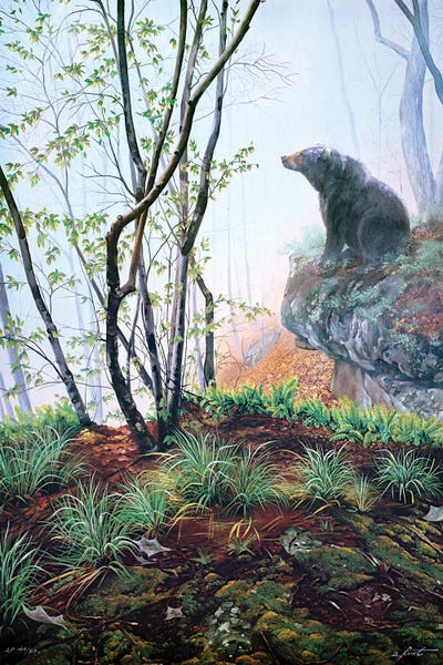 Black Bears: Black Bear On Rock Ledge In Early Spring by D. "Rusty" Rust