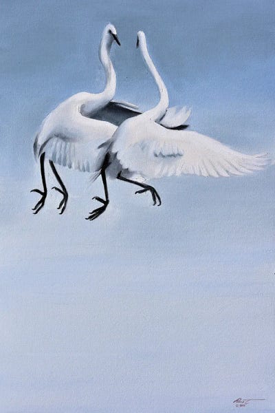 Egrets: Egrets Courtships by D. "Rusty" Rust