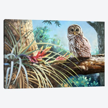 Barred Owl In Tree Canvas Print #RSR409} by D. "Rusty" Rust Canvas Print