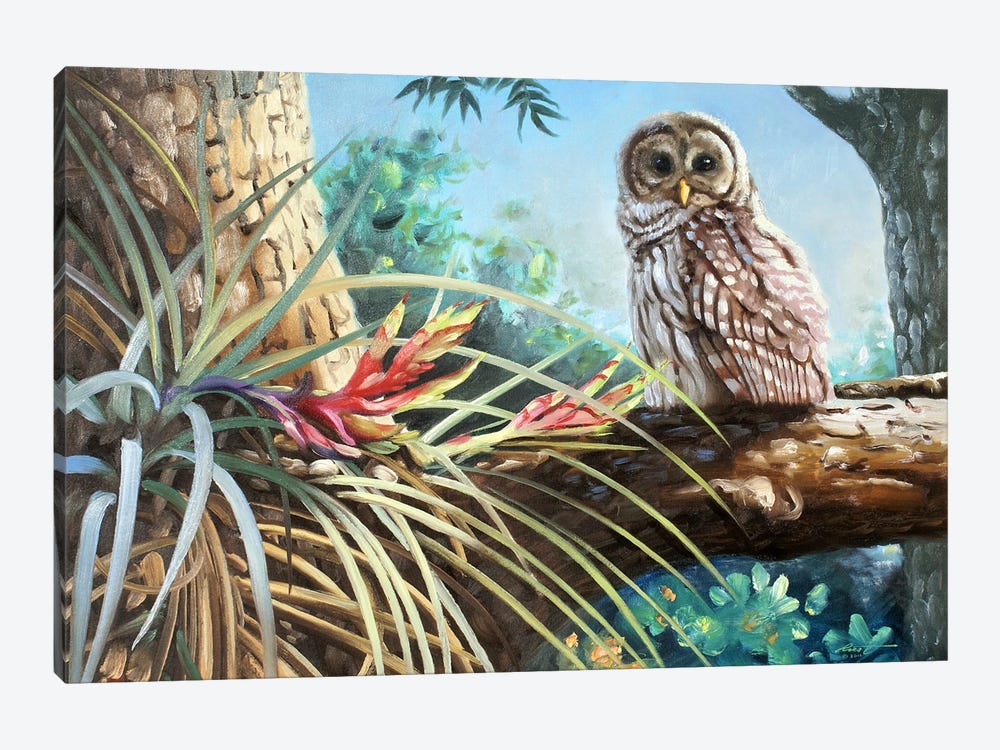 Barred Owl In Tree by D. "Rusty" Rust 1-piece Canvas Print
