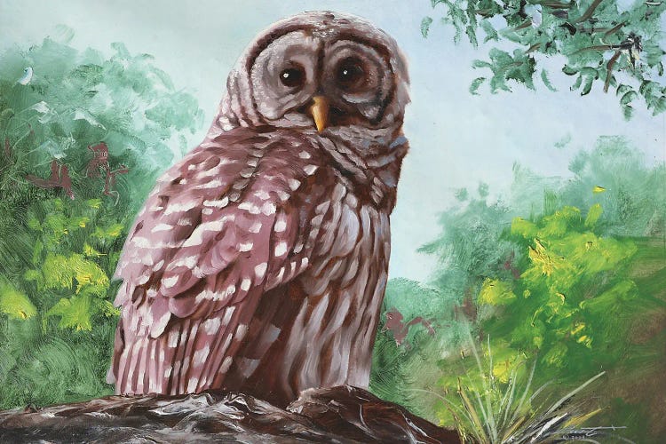 Barred Owl II by D. "Rusty" Rust wall art