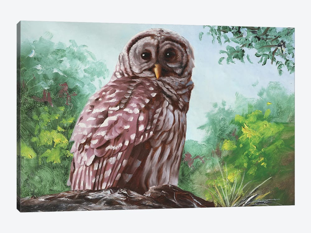 Barred Owl II by D. "Rusty" Rust 1-piece Canvas Art