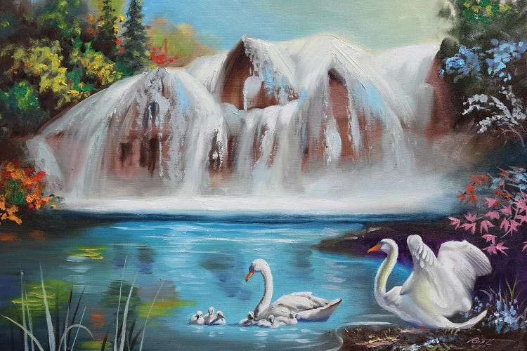 Swimming Swans
