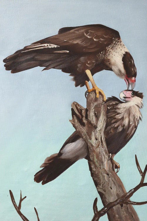 Caracaras