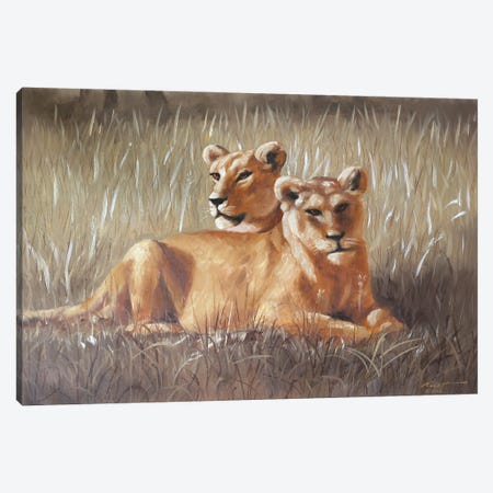 Lions Canvas Print #RSR529} by D. "Rusty" Rust Canvas Art