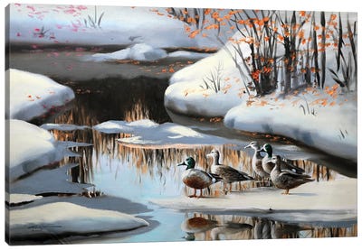 Mallard Ducks Canvas Art Print - D. "Rusty" Rust